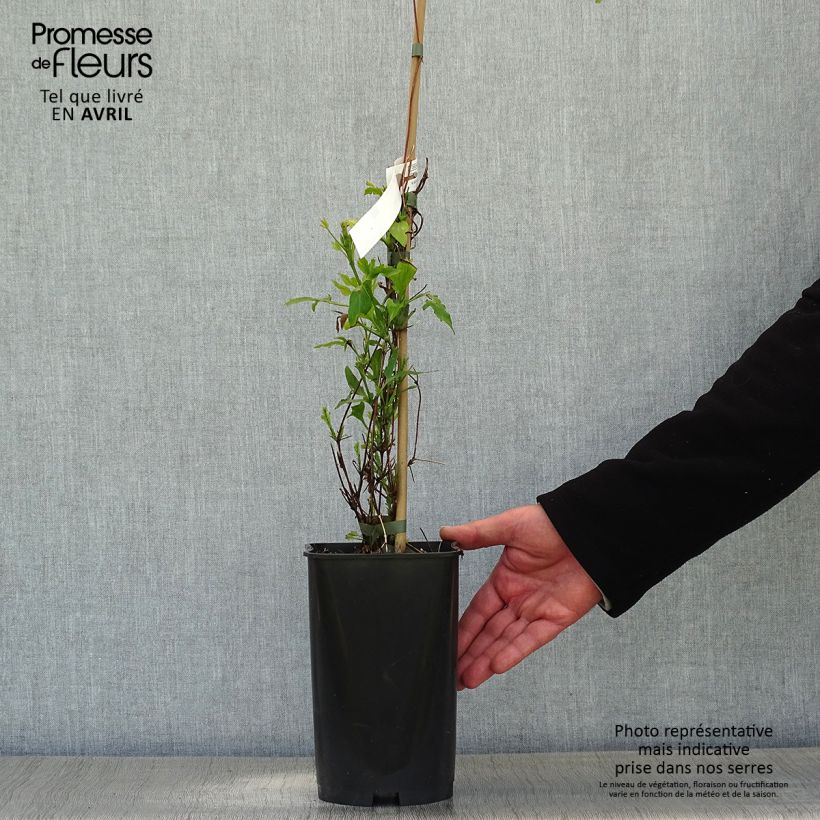 Clematis Panther Maceta 2L/3L Ejemplar entregado en la primavera