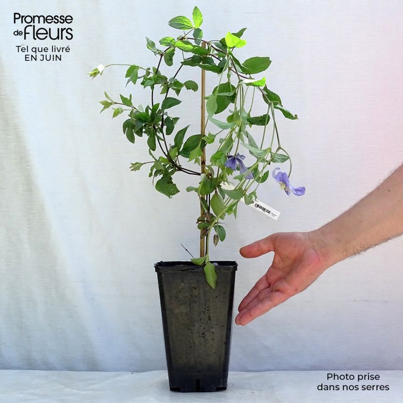 Ejemplar de Clematis Perle d'Azur Maceta 2L/3L entregado en verano