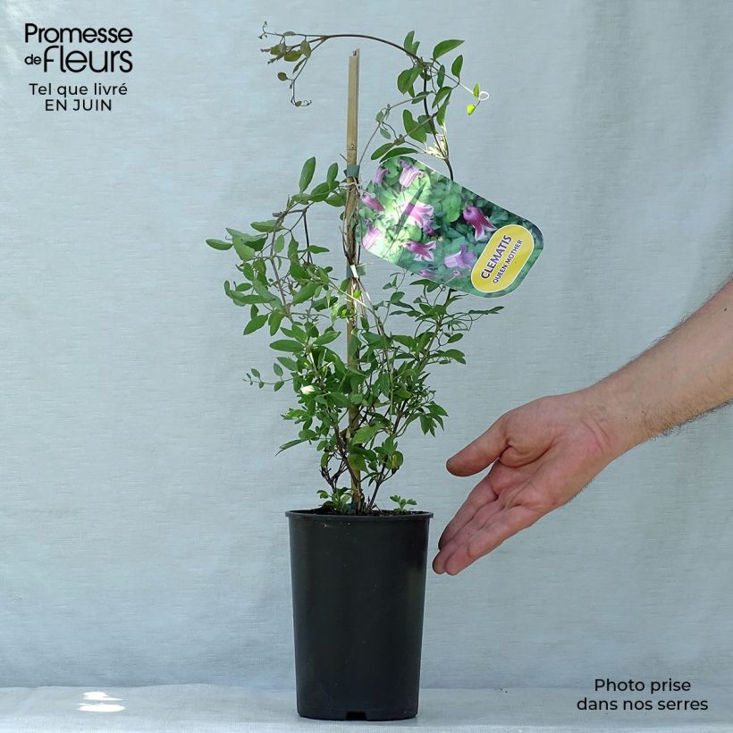 Ejemplar de Clematis viticella Queen Mother Maceta 2L/3L entregado en verano