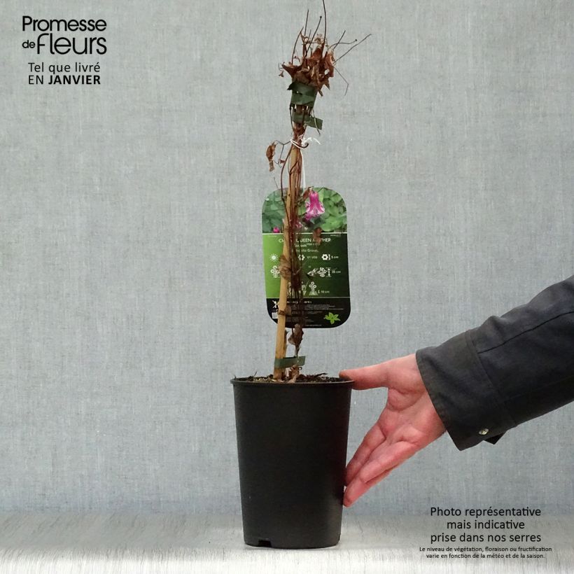 Clematis viticella Queen Mother Maceta 2L/3L Ejemplar entregado en invierno