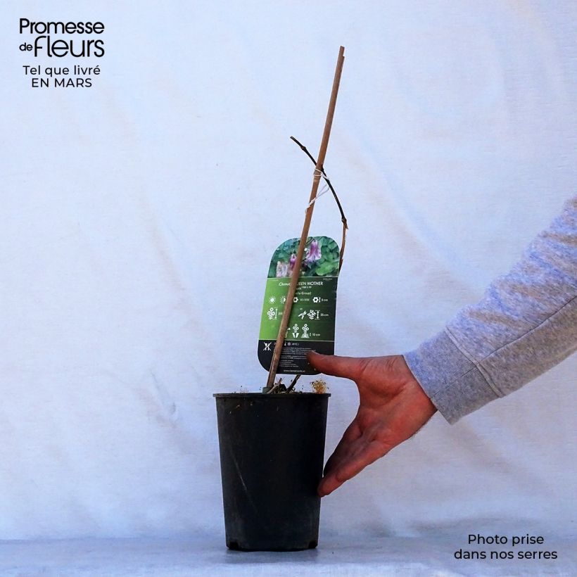 Clematis viticella Queen Mother Maceta 2L/3L Ejemplar entregado en la primavera