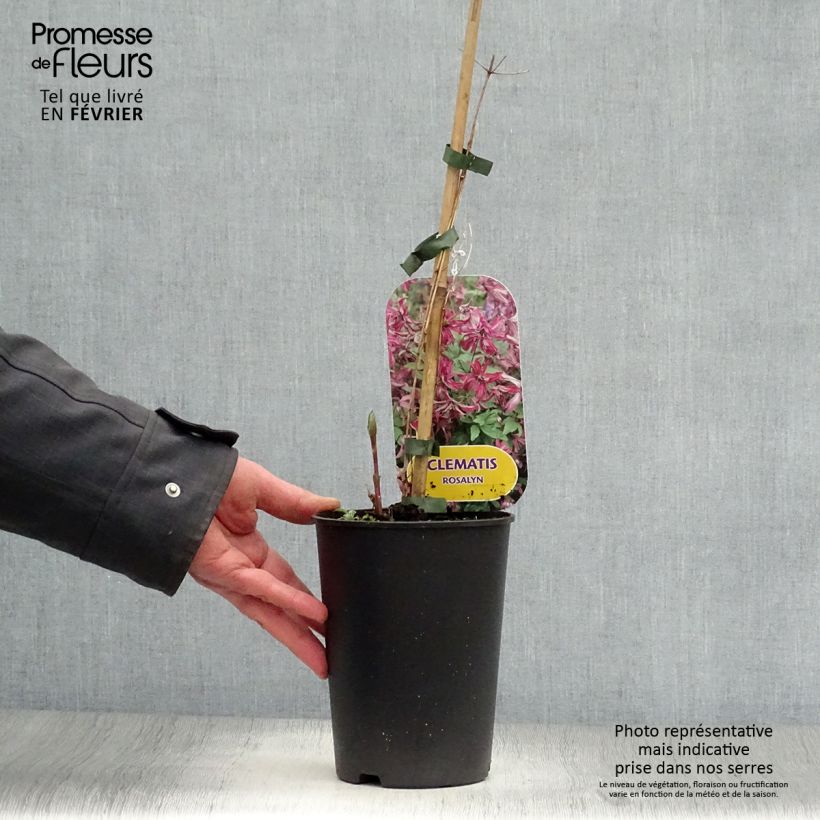 Clematis viticella Rosalyn Maceta 2L/3L Ejemplar entregado en invierno