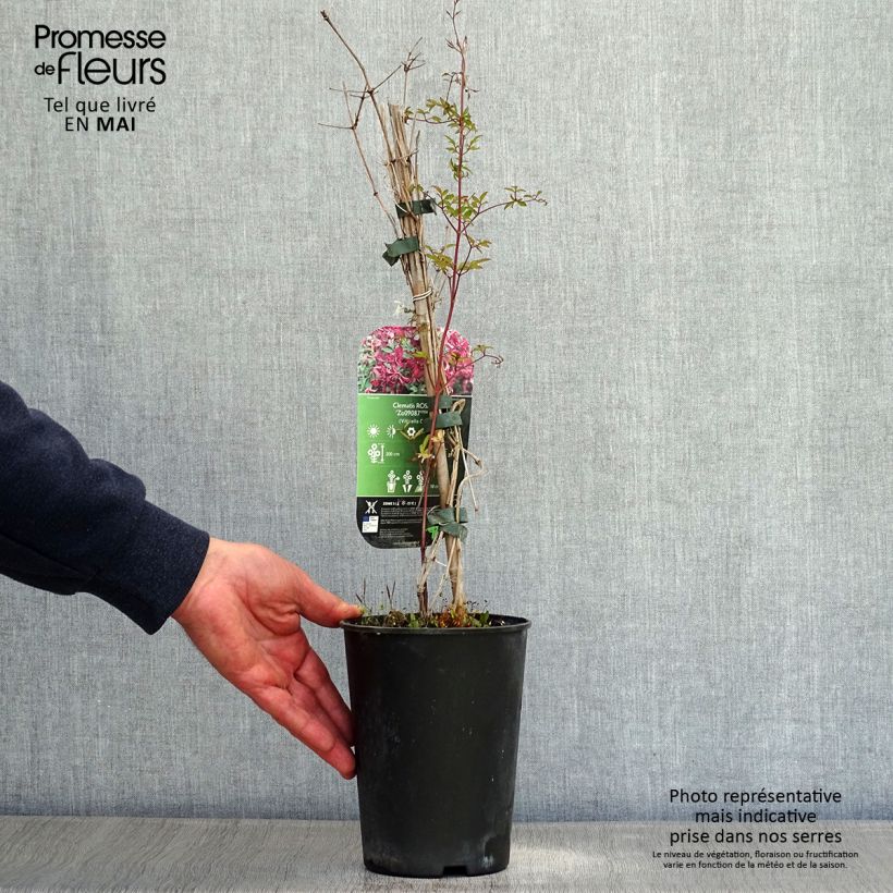 Clematis viticella Rosalyn Maceta 2L/3L Ejemplar entregado en la primavera