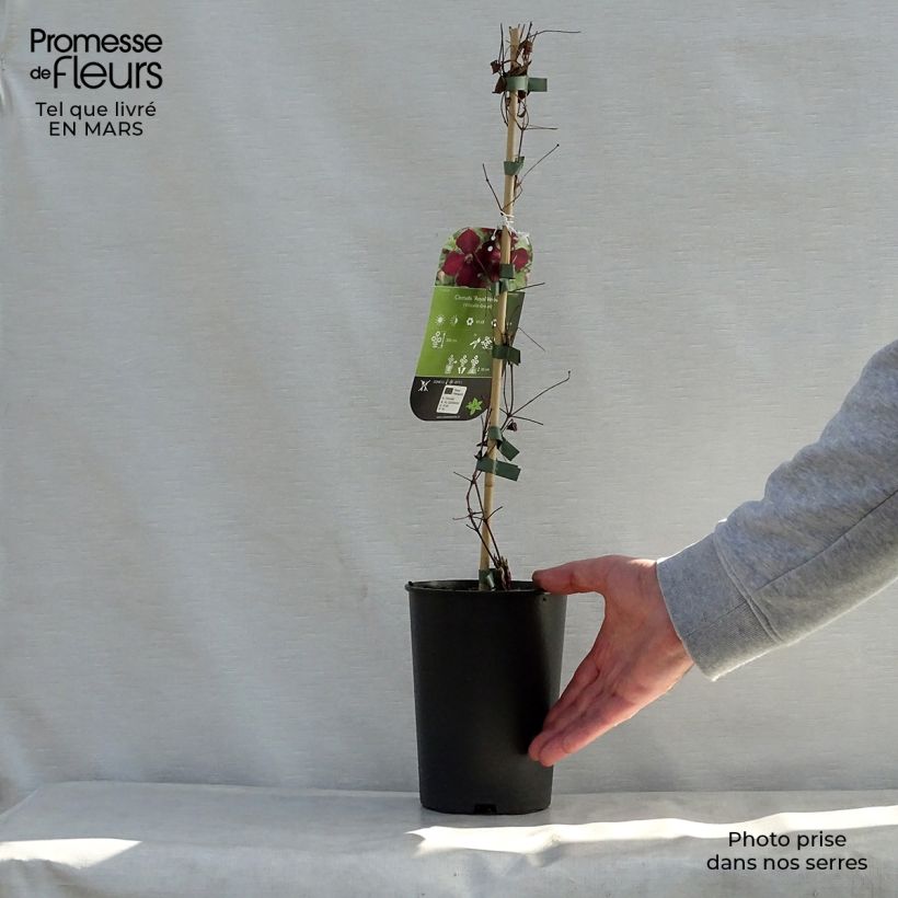 Clematis viticella Royal Velours Maceta 2L/3L Ejemplar entregado en la primavera