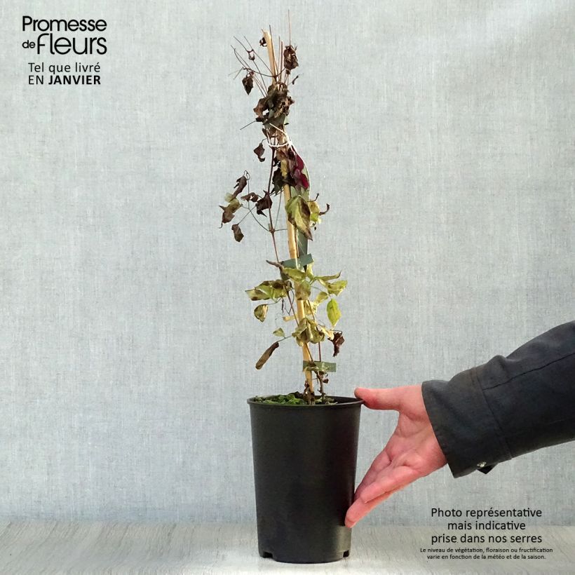 Clematis viticella Royal Velours Maceta 2L/3L Ejemplar entregado en invierno