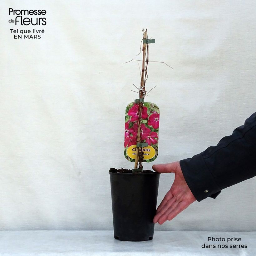 Clematis viticella Rubra Maceta 2L/3L Ejemplar entregado en la primavera