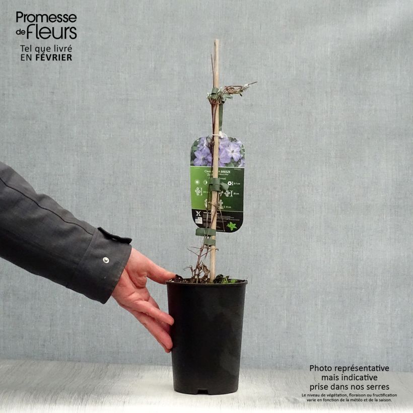 Clematis Sea Breeze Maceta 2L/3L Ejemplar entregado en invierno