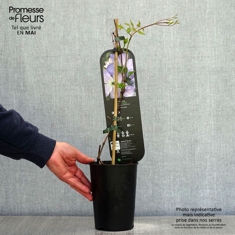 Clematis Sea Breeze Maceta 2L/3L Ejemplar entregado en la primavera