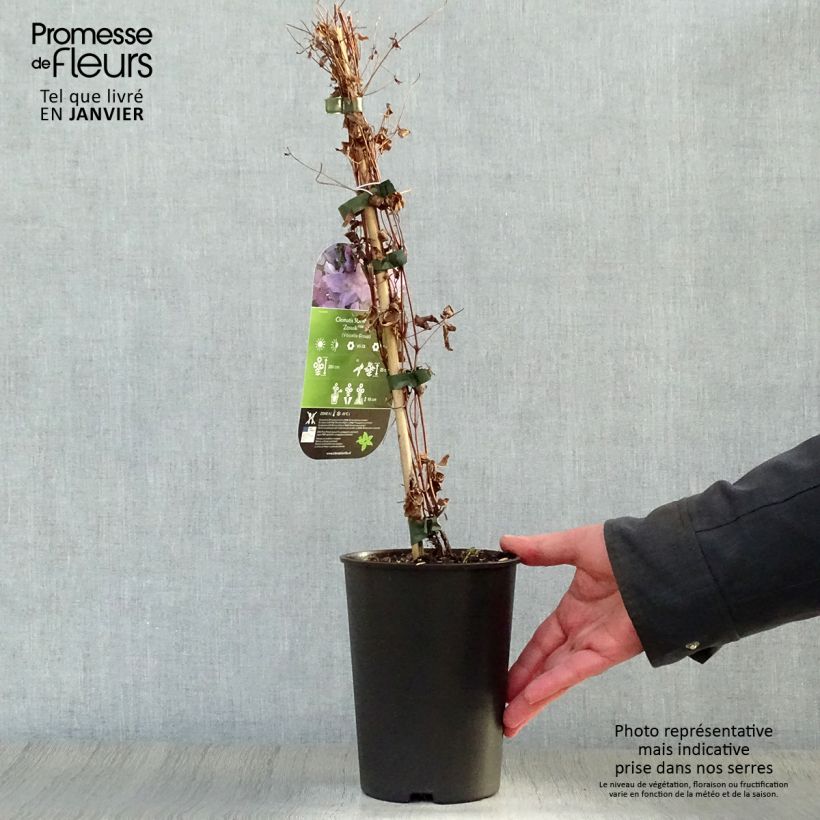 Clematis viticella Sunny Sky Maceta 2L/3L Ejemplar entregado en invierno