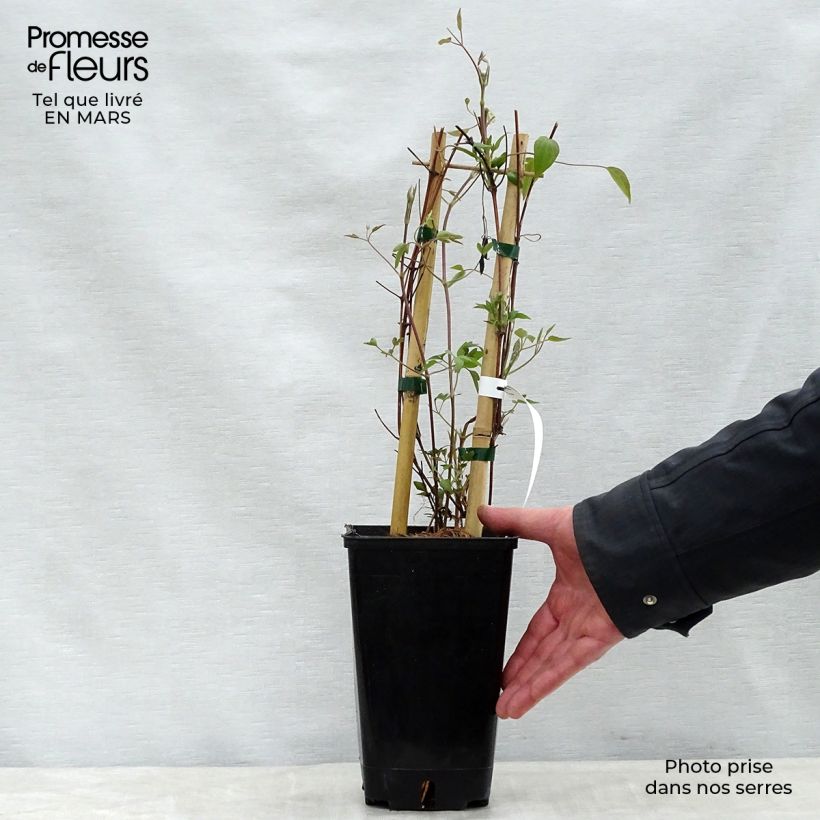 Clematis Delphine Maceta 2L/3L Ejemplar entregado en la primavera