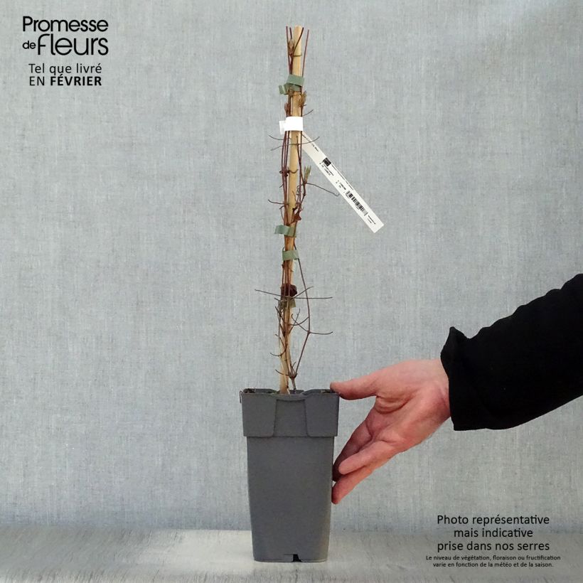 Clematis Delphine Maceta 2L/3L Ejemplar entregado en invierno