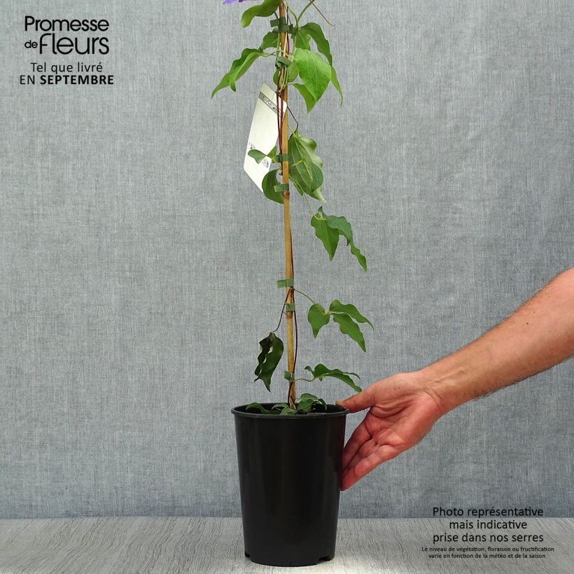 Ejemplar de Clematis Etoile de Malicorne Maceta 2L/3L entregado en otoño