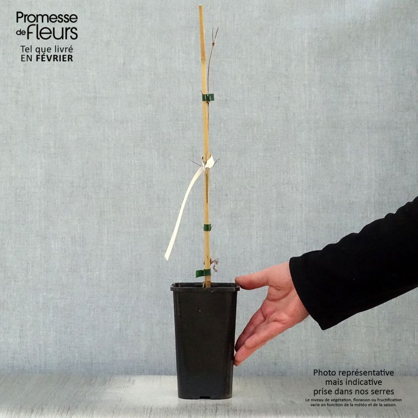 Clematis Henryi Maceta 1,5L/2L Ejemplar entregado en invierno