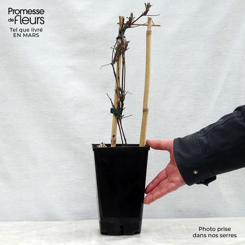 Clematis Honora Maceta 1,5L/2L Ejemplar entregado en la primavera