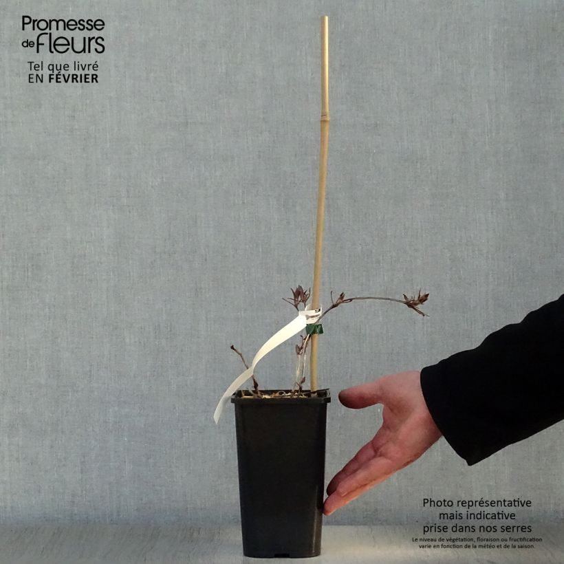 Clematis Honora Maceta 1,5L/2L Ejemplar entregado en invierno