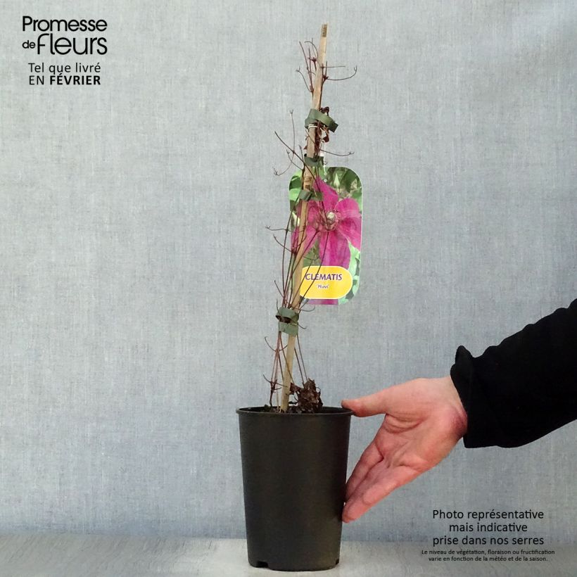 Clematis Huvi Maceta 2L/3L Ejemplar entregado en invierno