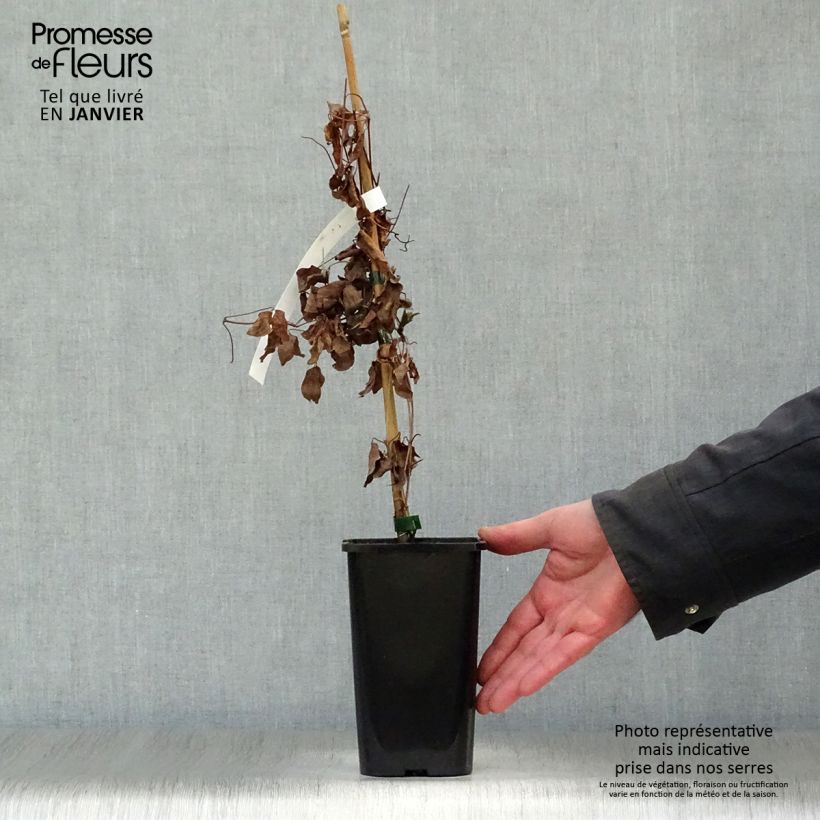 Clematis viticella Justa Maceta 1,5L/2L Ejemplar entregado en invierno