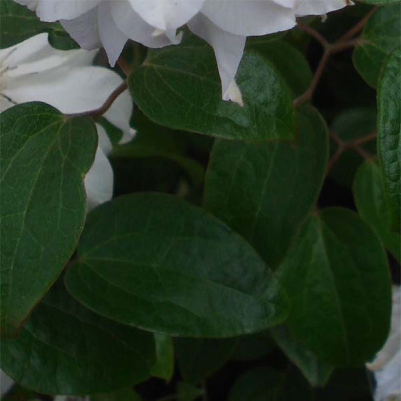 Clematis Maria Skłodowska Curie (Follaje)