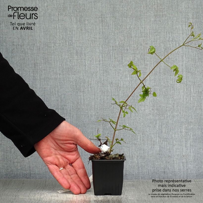 Clematis Mme Lecoultre Maceta de 8/9 cm Ejemplar entregado en la primavera