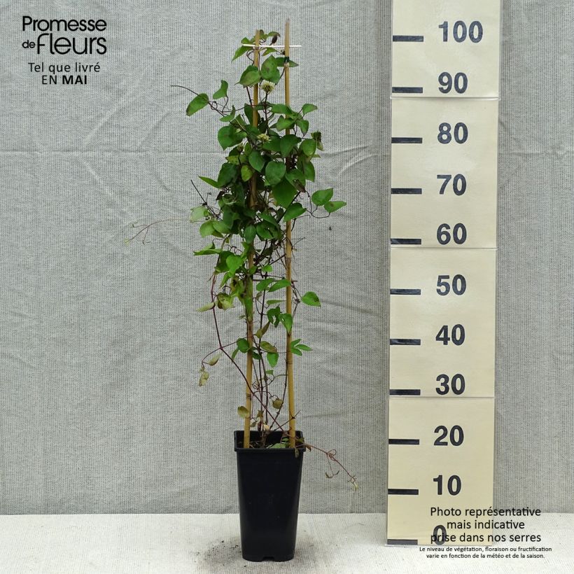 Clematis Pink Celebration Maceta 2L/3L Ejemplar entregado en la primavera