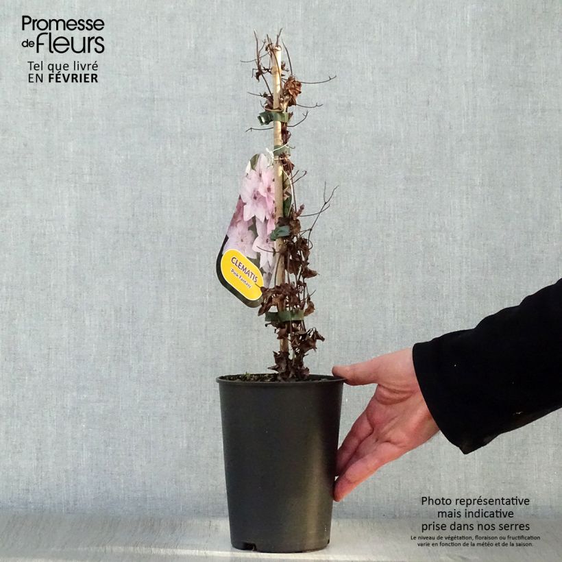 Clematis Pink Fantasy Maceta 2L/3L Ejemplar entregado en invierno
