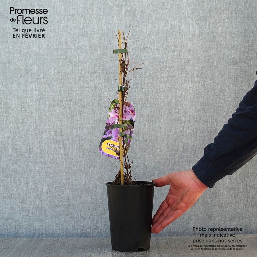 Clematis Proud Mary Maceta 2L/3L Ejemplar entregado en invierno