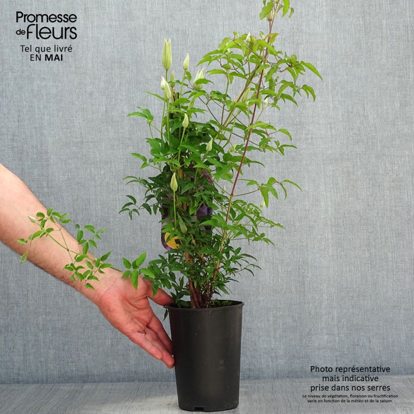 Clematis Proud Mary Maceta 2L/3L Ejemplar entregado en la primavera