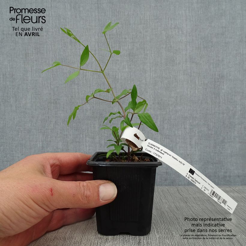 Clematis Saphyra Violetta Maceta de 8/9 cm Ejemplar entregado en la primavera