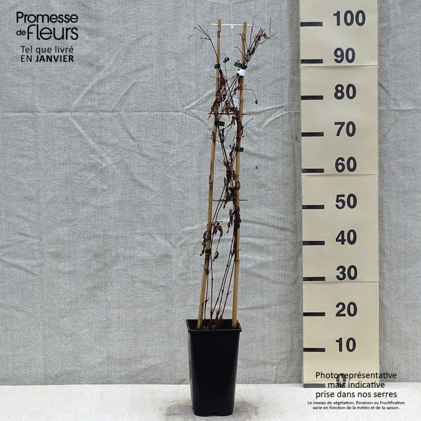 Clematis Saphyra Violetta Maceta 2L/3L Ejemplar entregado en invierno