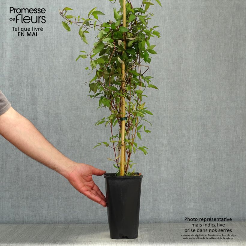 Clematis Saphyra Violetta Maceta 2L/3L Ejemplar entregado en la primavera