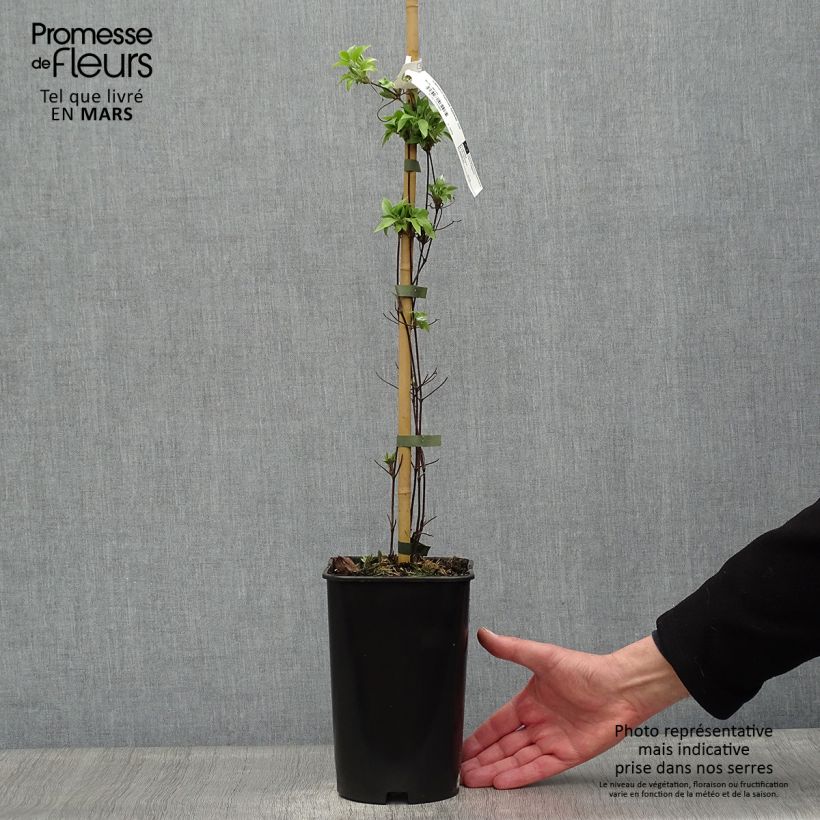 Clematis Sparkler Maceta 2L/3L Ejemplar entregado en la primavera