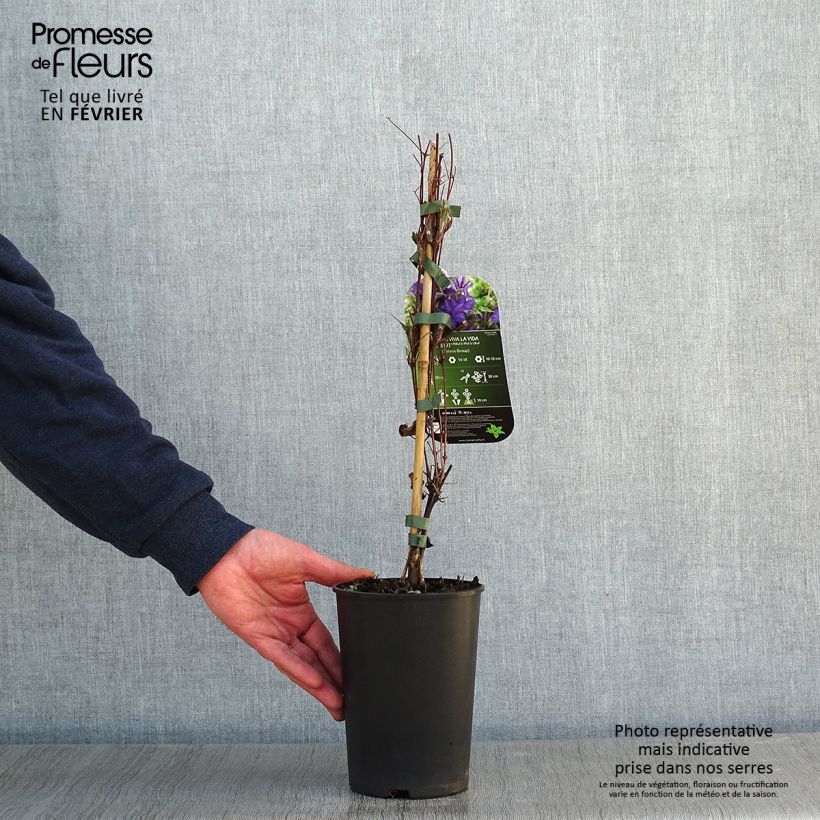 Clematis Viva la Vida Maceta 2L/3L Ejemplar entregado en invierno