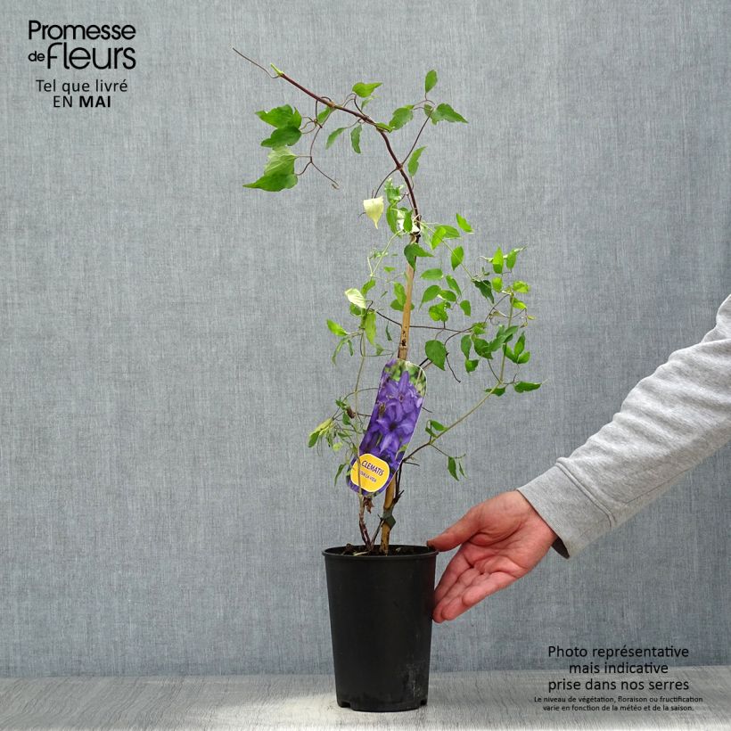 Clematis Viva la Vida Maceta 2L/3L Ejemplar entregado en la primavera