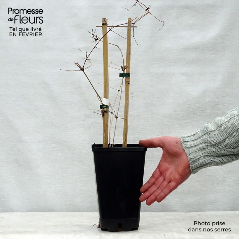 Clematis Vostock Maceta 1,5L/2L Ejemplar entregado en invierno