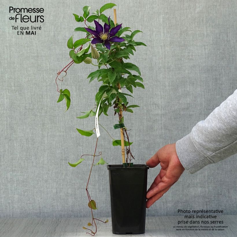 Clematis Vostock Maceta 1,5L/2L Ejemplar entregado en la primavera