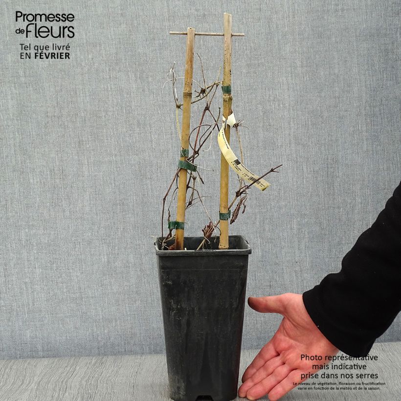 Clematis Whoopi Maceta 2L/3L Ejemplar entregado en invierno