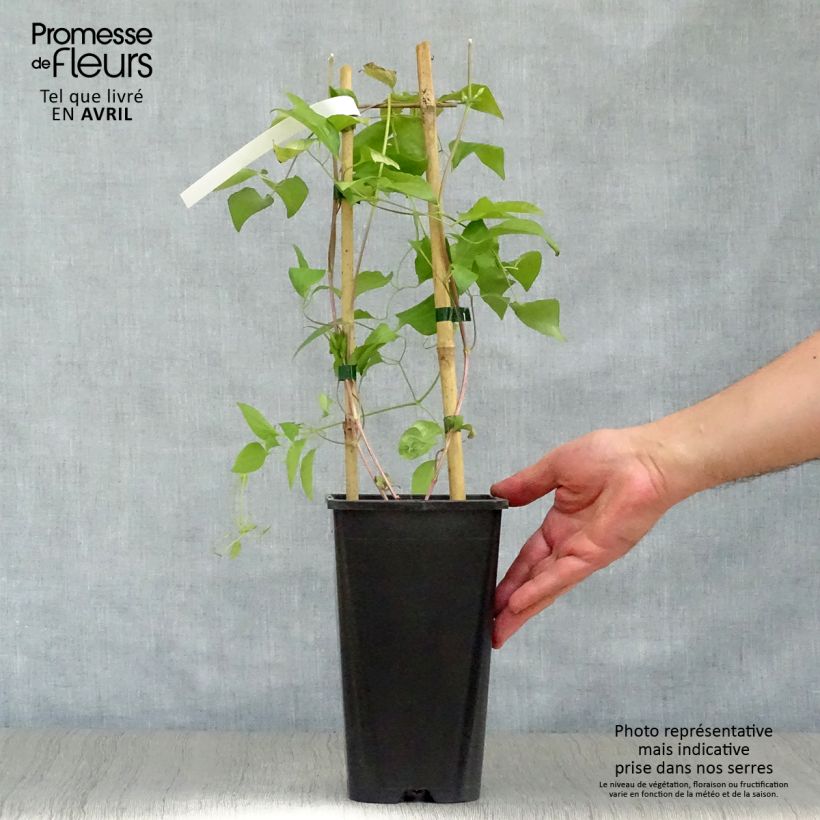 Clematis Whoopi Maceta 2L/3L Ejemplar entregado en la primavera