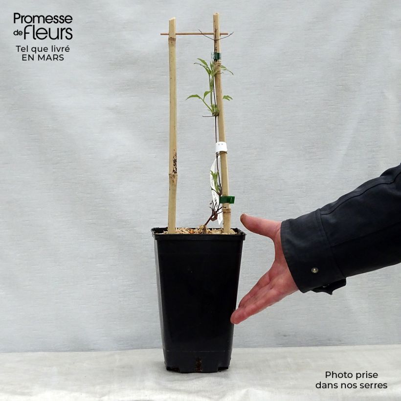 Clematis Wildfire Maceta 1,5L/2L Ejemplar entregado en la primavera