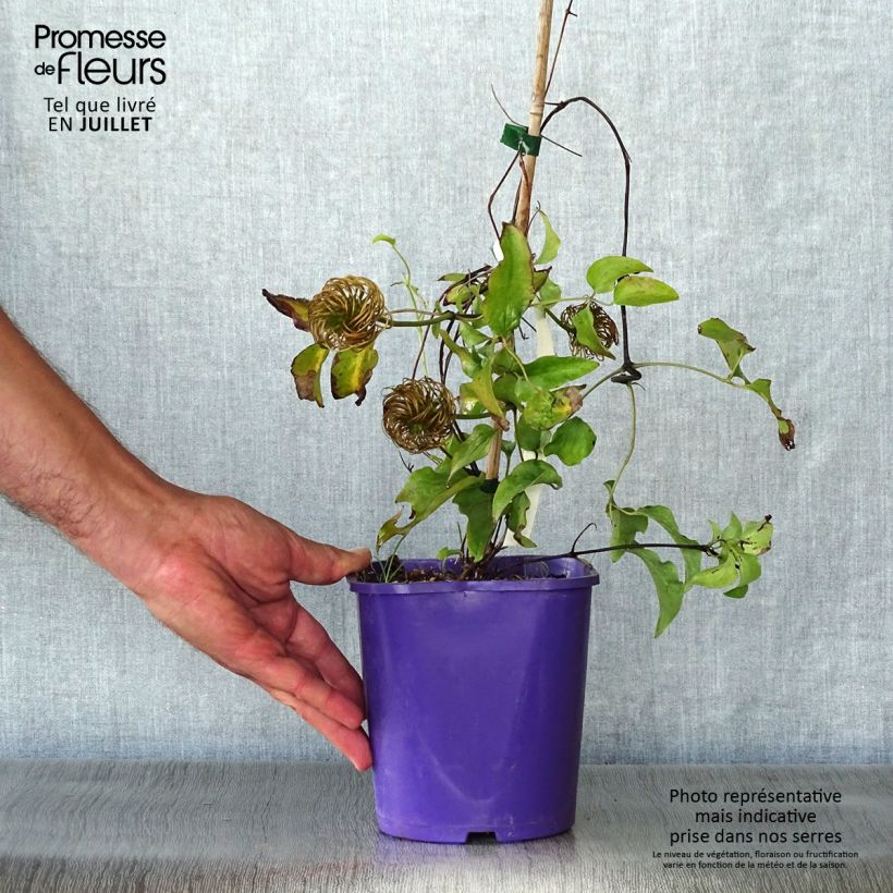 Ejemplar de Clematis Wildfire Maceta 1,5L/2L entregado en verano
