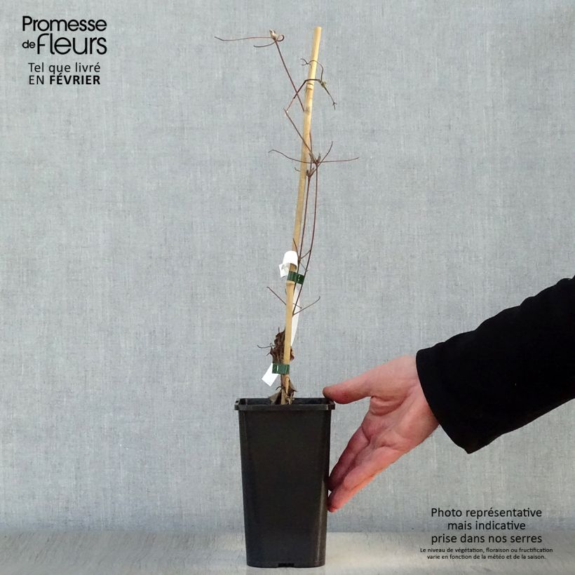 Clematis Wildfire Maceta 1,5L/2L Ejemplar entregado en invierno