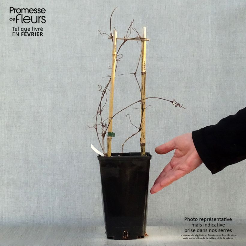 Clematis Xerxes Maceta 2L/3L Ejemplar entregado en invierno