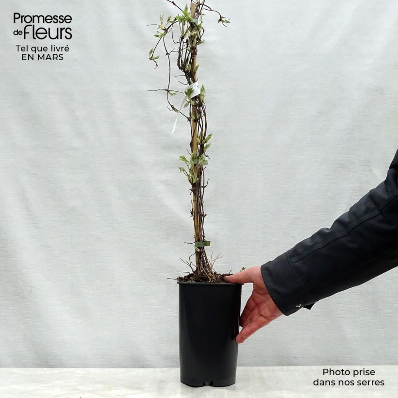 Clematis Blue Dancer Maceta 2L/3L Ejemplar entregado en la primavera