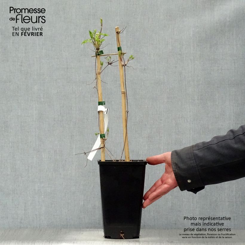 Clematis Blue Dancer Maceta 2L/3L Ejemplar entregado en invierno