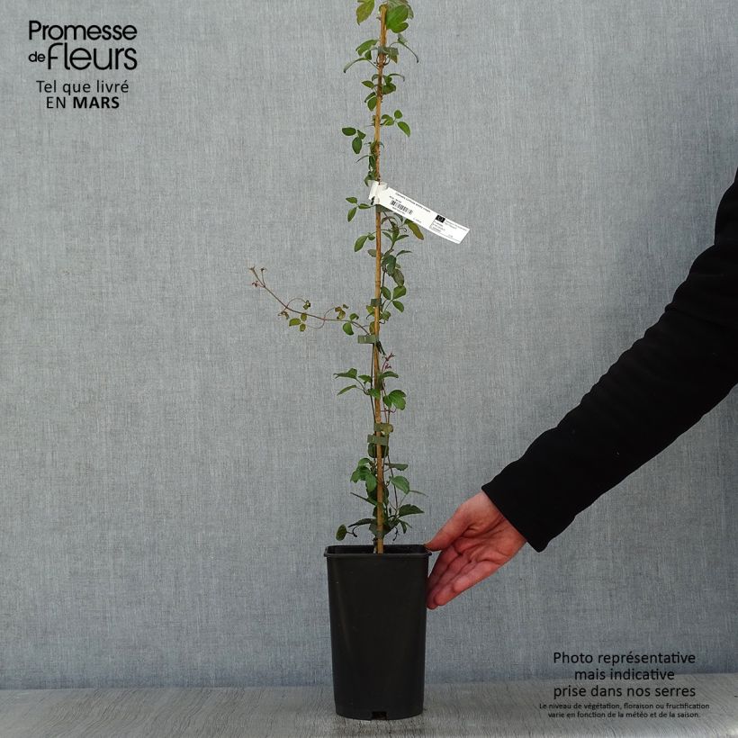 Clematis cirrhosa Wisley Cream - Aján Maceta 2L/3L Ejemplar entregado en invierno