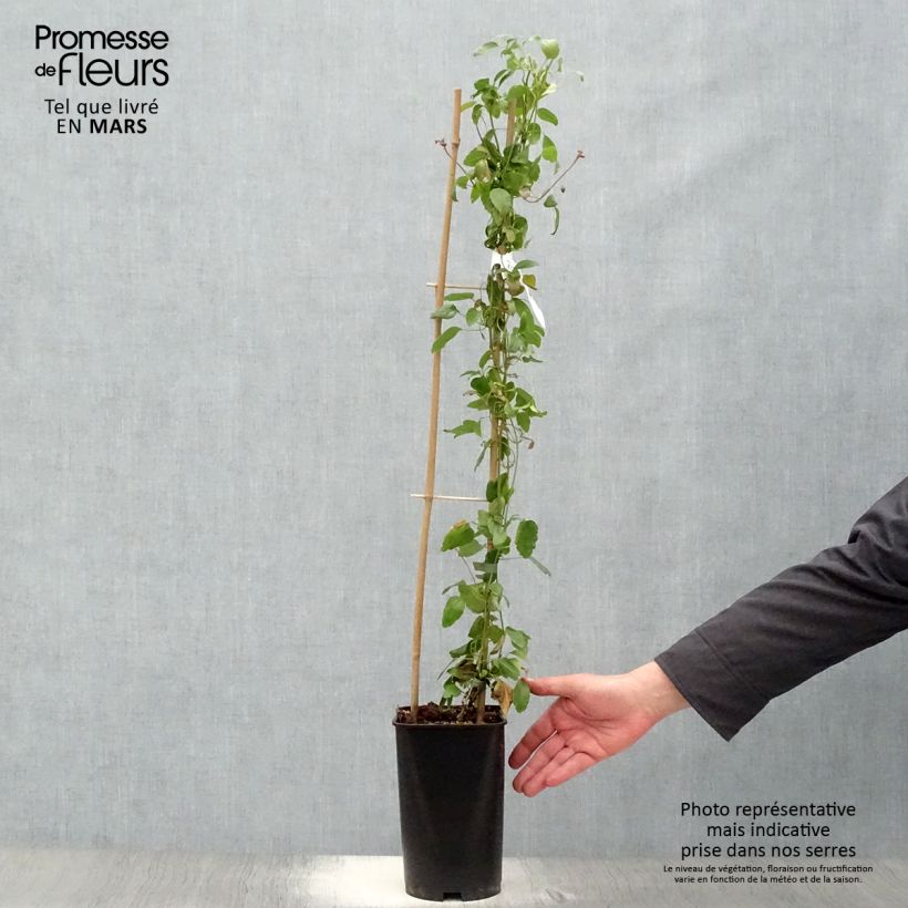 Clematis cirrhosa Wisley Cream - Aján Maceta 2L/3L Ejemplar entregado en la primavera