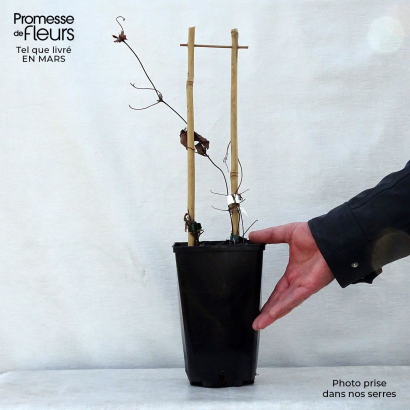 Clematis florida Utopia Maceta 2L/3L Ejemplar entregado en la primavera