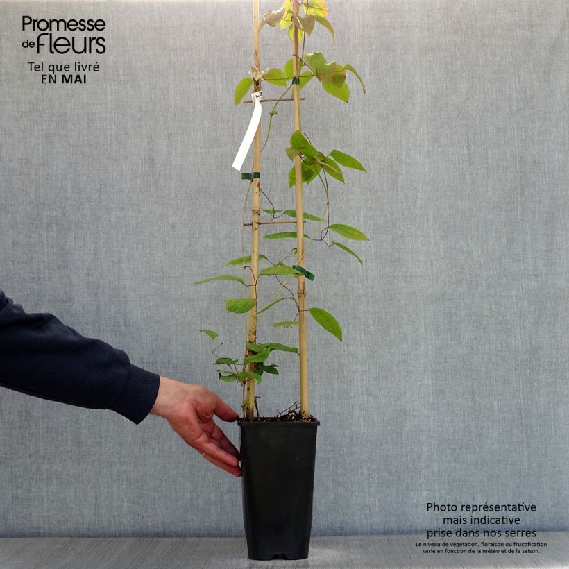 Clematis Guernsey Cream Maceta 2L/3L Ejemplar entregado en la primavera