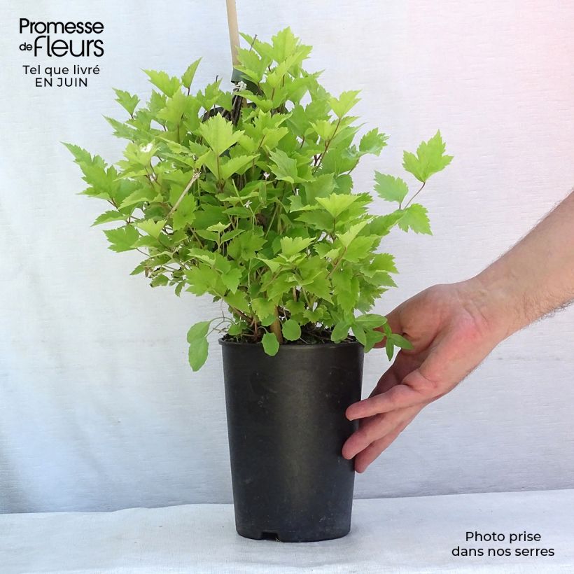 Ejemplar de Clematis heracleifolia Maceta 2L/3L entregado en verano