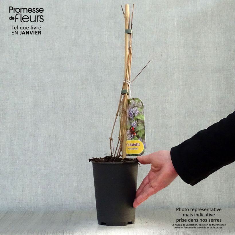 Clematis heracleifolia Maceta 2L/3L Ejemplar entregado en invierno
