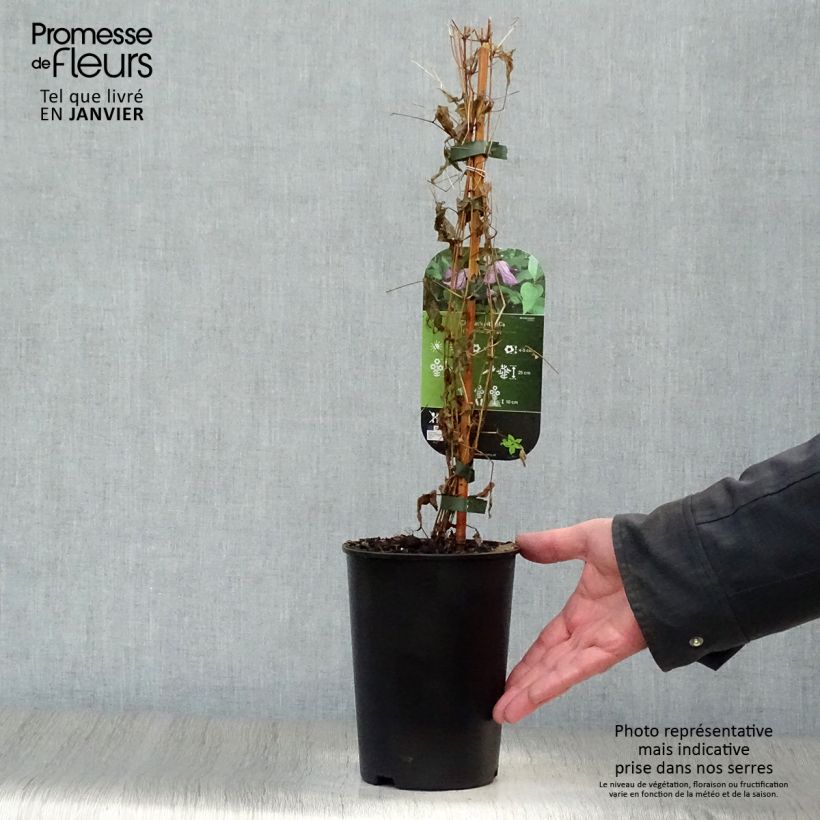 Clematis viticella Maceta 1,5L/2L Ejemplar entregado en invierno